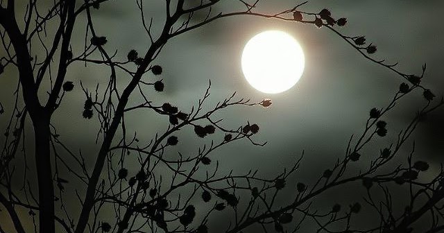 Hiram green moon bloom sale